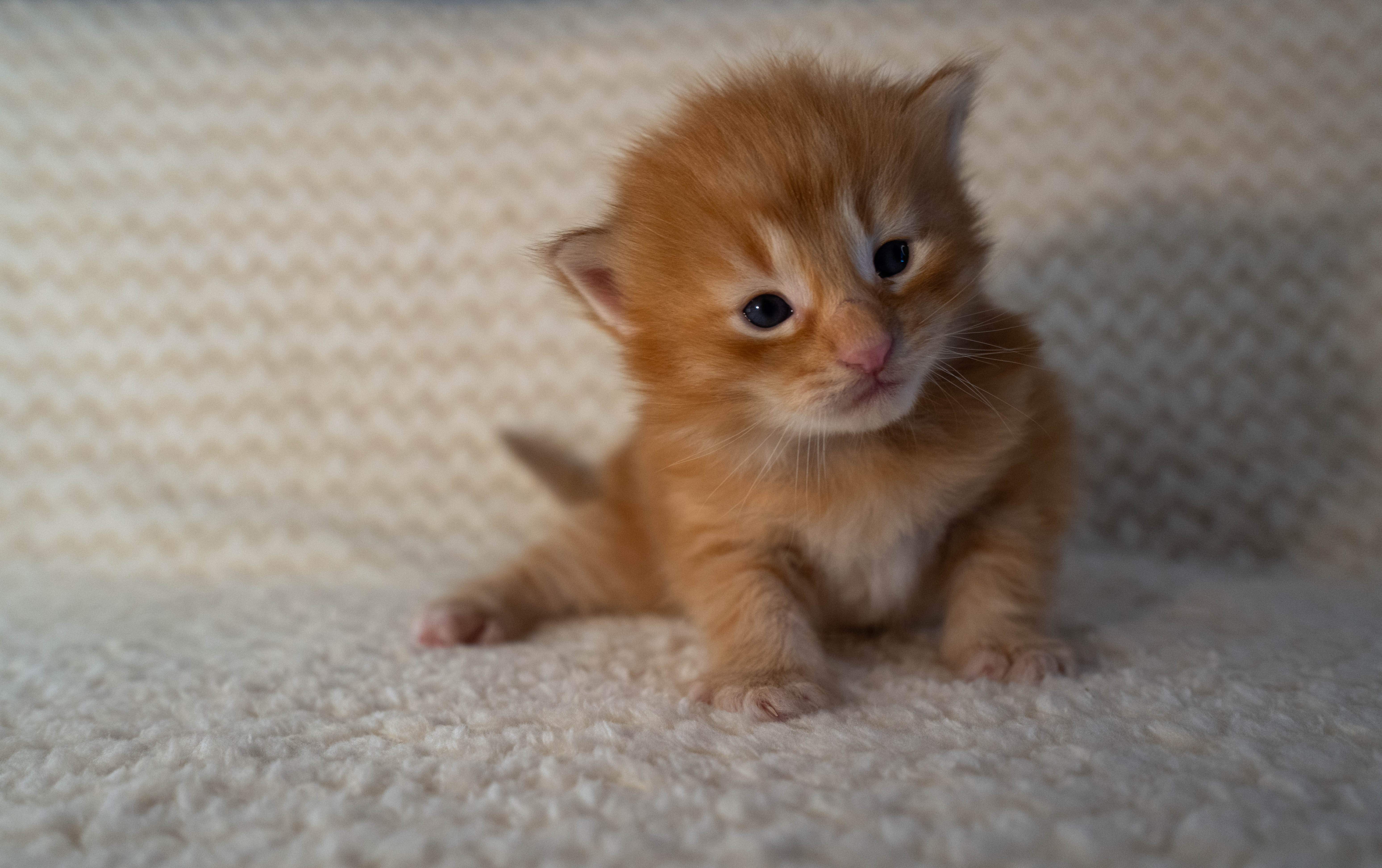 Of Magic Trolls kittens